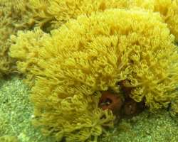 The area also has Coral Reefs and Seagrass Beds.